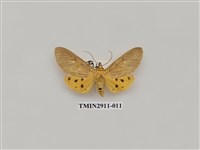 藏品(夜蛾4)的圖片